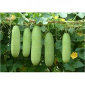 Nadir Çin Kavunu Tohumu Ekim Seti thumbnail 5