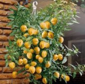 İthal Saksılık Pepino Meyvesi Tohumu Ekim Seti - 2