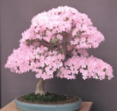 İthal Cherry Blossom Bonzai Ağacı Tohumu Ekim Seti - 2