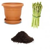 İthal Kuşkonmaz Tohumu Ekim Seti thumbnail 1