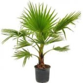 Washingtonia Robusta Palmiye Ağacı Tohumu Ekim Seti - 2