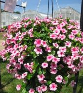 Vinca Çiçeği Tohumu Ekim Seti thumbnail 3