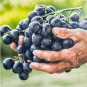 Nadir Siyah Şarköy Üzümü Tohumu Ekim Seti thumbnail 5