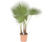 Washingtonia Robusta Palmiye Ağacı Tohumu Ekim Seti - 3