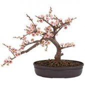 İthal Cherry Blossom Bonzai Ağacı Tohumu Ekim Seti - 4