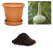 Nadir Süs Kabağı Tohumu Ekim Seti - 1