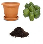 Antep Acı Dolmalık Biber Tohumu Ekim Seti thumbnail 1