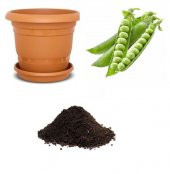 Bezelye Tohumu Ekim Seti - 1