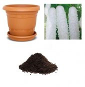 İthal Beyaz Salatalık Tohumu Ekim Seti - 1