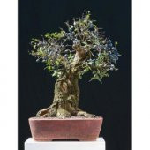 İthal Blueberry Bonzai Ağacı Tohumu Ekim Seti - 3