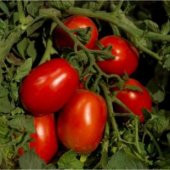 Bursa Domates Tohumu Ekim Seti - 4