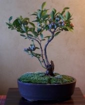 İthal Blueberry Bonzai Ağacı Tohumu Ekim Seti - 4