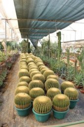 İthal Arizona Kaktüsü Tohumu Ekim Seti - 3