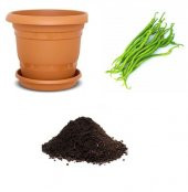 Acı Kıl Biber Tohumu Ekim Seti - 1