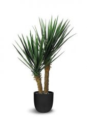 Nadir İthal Yucca Tohumu Ekim - 5