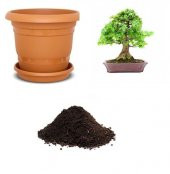 İthal Tesbih Bonzai Ağacı Tohumu Ekim Seti thumbnail 1