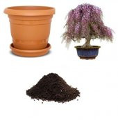 İthal Kıbrıs Akasya Bonzai Ağacı Tohumu Ekim Seti - 1