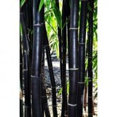 İthal Kara Bambu Tohumu Ekim Seti - 3