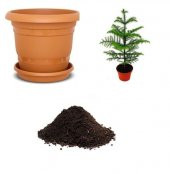 İthal Arokarya Ağacı Tohumu Ekim Seti - 1