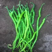 Acı Kıl Biber Tohumu Ekim Seti - 3