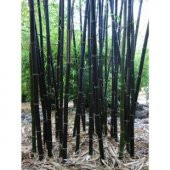 İthal Kara Bambu Tohumu Ekim Seti - 4