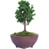 İthal Selvi Bonzai Ağacı Tohumu Ekim Seti - 2
