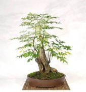 İthal Tesbih Bonzai Ağacı Tohumu Ekim Seti thumbnail 3