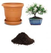 İthal Beyaz Zakkum Bonzai Ağacı Tohumu Ekim Seti thumbnail 1