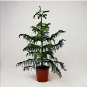 İthal Arokarya Ağacı Tohumu Ekim Seti - 4