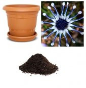 Dev Mavi Papatya Tohumu Ekim Seti thumbnail 1