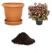 Beyaz Küpeli Çiçeği Tohumu Ekim Seti - 1