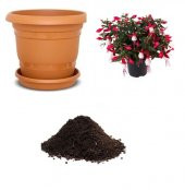 Karışık Küpeli Çiçeği Tohumu Ekim Seti - 1