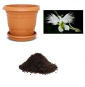 Nadir Japon Radiata Orkide Çiçeği Tohumu Ekim Seti thumbnail 1