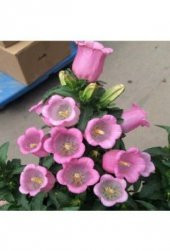 Pembe Çan Çiçeği Tohumu Ekim Seti thumbnail 4