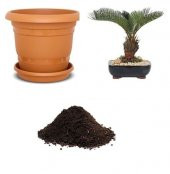 İthal Palmiye Bonzai Ağacı Tohumu Ekim Seti thumbnail 1