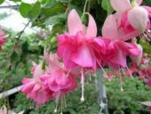 Pembe Küpeli Çiçeği Tohumu Ekim Seti - 3