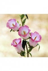 Pembe Çan Çiçeği Tohumu Ekim Seti thumbnail 5