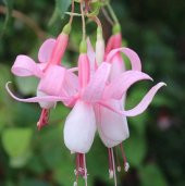 Pembe Küpeli Çiçeği Tohumu Ekim Seti - 4