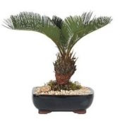 İthal Palmiye Bonzai Ağacı Tohumu Ekim Seti thumbnail 2