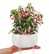 Beyaz Küpeli Çiçeği Tohumu Ekim Seti - 3