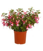 Karışık Küpeli Çiçeği Tohumu Ekim Seti - 3