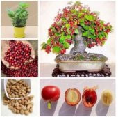 İthal Kahve Bonzai Ağacı Tohumu Ekim Seti - 5