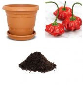 İthal Kırmızı Gül Biberi Tohumu Ekim Seti thumbnail 1