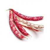 Oturak Barbunya Tohumu Ekim Seti - 2