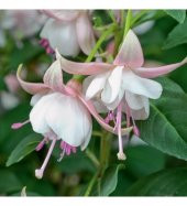 Pembe Küpeli Çiçeği Tohumu Ekim Seti - 5