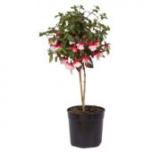 Beyaz Küpeli Çiçeği Tohumu Ekim Seti - 4