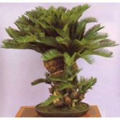 İthal Palmiye Bonzai Ağacı Tohumu Ekim Seti thumbnail 4