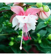 Pembe Küpeli Çiçeği Tohumu Ekim Seti - 6