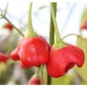 İthal Kırmızı Gül Biberi Tohumu Ekim Seti thumbnail 3