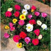 Karışık İpek Şellaki Çiçeği Tohumu Ekim Seti - 5